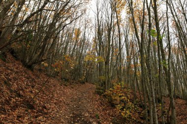 Las Medulas, Kastilya ve Leon Özerk Topluluğu 'nun Ponferrada kasabası yakınlarında bulunan tarihi bir altın madenidir.