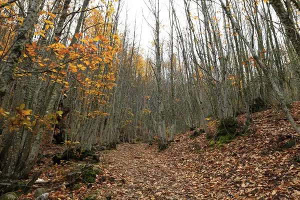 Las Medulas, Kastilya ve Leon Özerk Topluluğu 'nun Ponferrada kasabası yakınlarında bulunan tarihi bir altın madenidir.