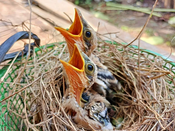 Two baby birds with their mouths open facing upwards are waiting for food