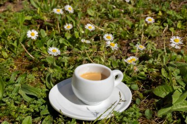 Brewed Bliss: Papatyalar Arasında Espresso