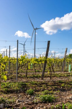 Sürdürülebilir Enerji Geleneksel Ağaç Kültürünü Karşılıyor