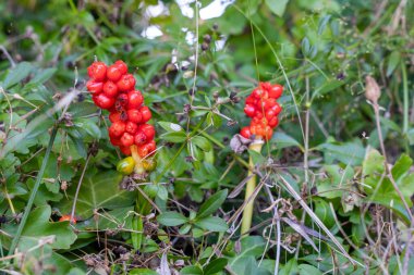 İtalyan Arum 'unun Parlak Kırmızı Çilekleri Vahşi Yaban Yeşillikleri Arasında