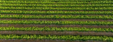 Kırsal bölgedeki Lush Vineyard Sıralarının Panoramik Görünümü