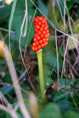 Lordların ve bayanların Parlak Kırmızı Böğürtlenleri Yeşil Köklü Çiçek