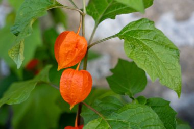 Close-Up of Chinese Lantern Husks with Emphasis on Negative Space in the Background clipart