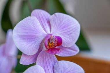 Hassas Yapraklar ve Yumuşak, Minimalist Arkaplanlı Phalaenopsis Orkidesinin Kapanışı