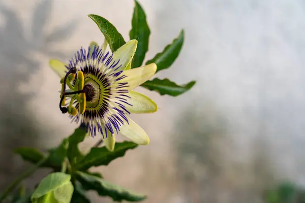 stock image Closeup of Exotic Passionflower (Passiflora) with Minimalistic Background