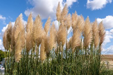 Altın Pampas Çimi Plumes Bulutlu Parlak Mavi Gökyüzünün Altında Sallanıyor