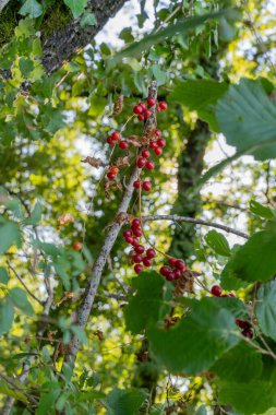 American Bittersweet Vine with Bright Red Berries in a Woodland Setting