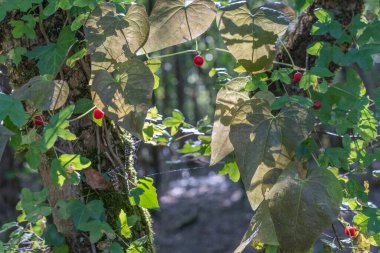 Woodland 'da Kalp Şeklinde Yapraklar ve Zehirli Kırmızı Meyvelerle Kırmızı Bryony Sarmaşığı