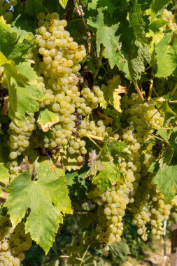 Güneşli beyaz üzümler hasat için hazır bir üzüm bağında olgunlaşıyor.