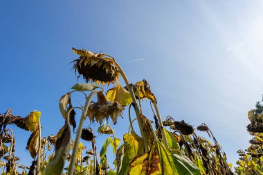 Sahada Kurumuş Ayçiçekleri Açık Mavi Gök Altında Tohum Hasadı İçin Hazırlanıyor