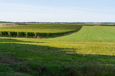 Kırsal kesimde, Parlak Yaz Gökyüzü Altında Geniş Üzüm bağları ve Yeşil Alanlar