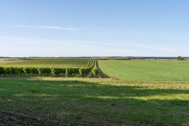 Kırsal bir ortamda Genişletici Üzüm bağı ve Açık Bir Gökyüzü Altında Komşu Alanlar