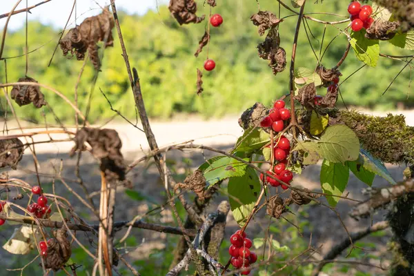 stock image Red Bryony Vine with Toxic Red Berries and Green Leaves in Woodland