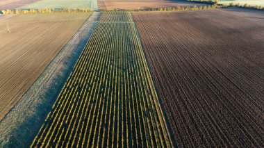 Tarımsal Tarımsal Alanlar Tarlalar ve Toprak Örnekleri Hava Görüntüsü