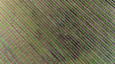 Yüksek Çözünürlükte Çapraz Üzüm Bağları Yakalandı