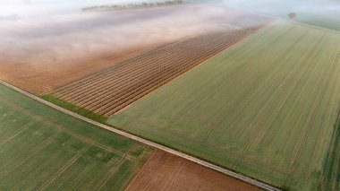 Gün doğumunda Misty Orchard ve Farmland 'ın Hava Görüntüsü