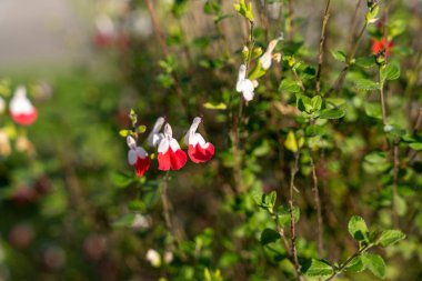Sıcak Dudak Salvası Sunny Garden 'da çiçek açıyor.