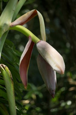 Muz çiçeği. Muz çiçeği yakın çekim 1