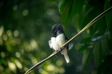 Ahır kırlangıcı (Hirundo rustica) veya yeşil bulanık arkaplan üzerine tünemiş kahverengi yüzlü hızlı, sevimli siyah kuş