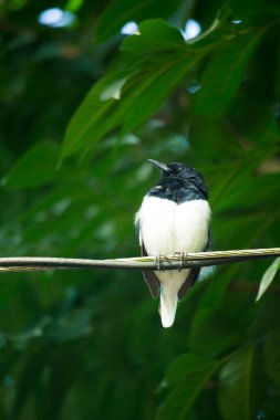 Ahır kırlangıcı (Hirundo rustica) veya yeşil bulanık arkaplan üzerine tünemiş kahverengi yüzlü hızlı, sevimli siyah kuş