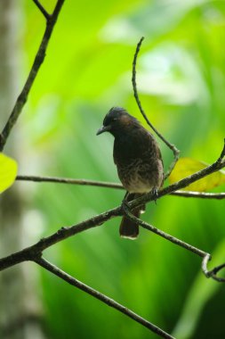 Siyah kuş bir ağacın dalında oturuyor ve kameraya bakıyor.