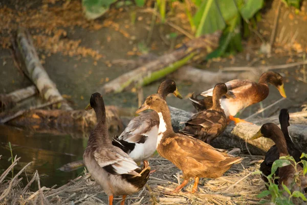Patos Raça Bangladesh São Walkin — Fotografia de Stock
