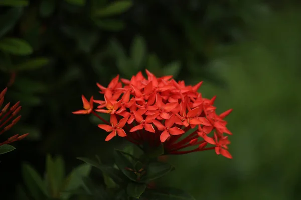 Hermoso Epidendrum Color Rojo Crece Maravillosamente Jardín Plantas Ornamentales Que —  Fotos de Stock
