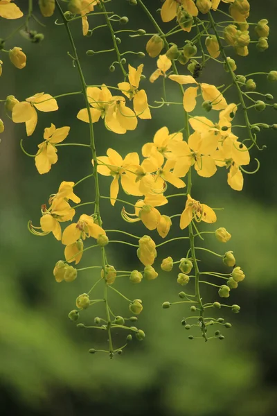Красивые Желтые Цветы Выглядит Хорошо Посреди Природы — стоковое фото