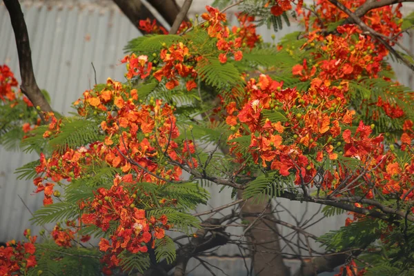 Krishnacura Цветы Выглядят Красиво — стоковое фото