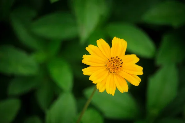 Makro Szczegóły Latem Siarka Cosmos Kwiat — Zdjęcie stockowe