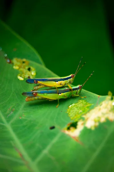 Macro Photography Grasshopper Green Leaf Forest — Stock Photo, Image
