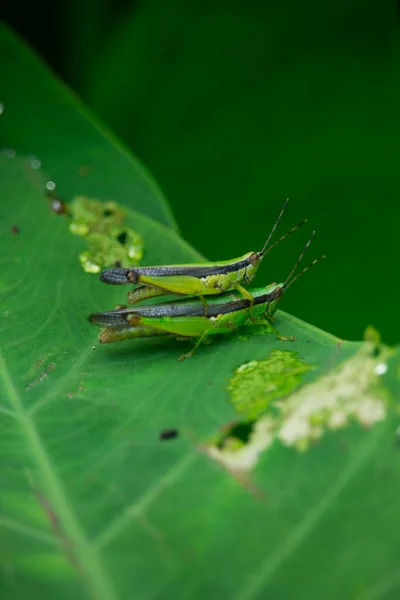 Μακρο Φωτογραφία Του Grasshopper Πράσινο Φύλλο Στο Δάσος — Φωτογραφία Αρχείου