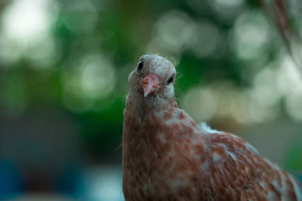 Güvercinler Ilginç Bir Şekilde Kameraya Bakıyor — Stok fotoğraf