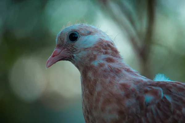 Tauben Blicken Interessiert Die Kamera — Stockfoto