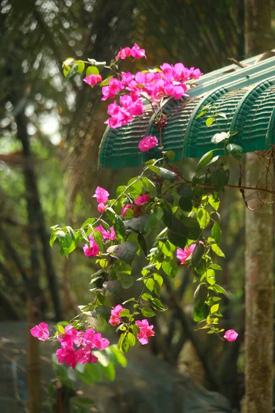 Fiordaliso Rosa Del Dendrobium Della Falena Phalaenopsis Orchidea Sfondo — Foto Stock