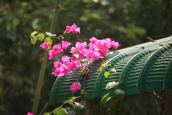 粉红色的凤尾鱼或蛾的树枝状兰花浮游 背景兰花 — 图库照片