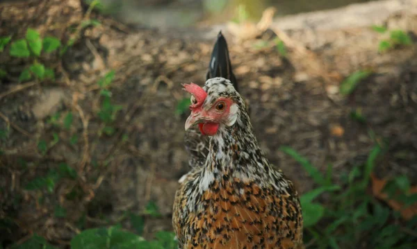 Видеть Красивую Курицу Похожую Злую Поле — стоковое фото