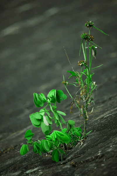 Pequeña Planta Que Crece Suelo Seco Pequeño Árbol Que Crece — Foto de Stock