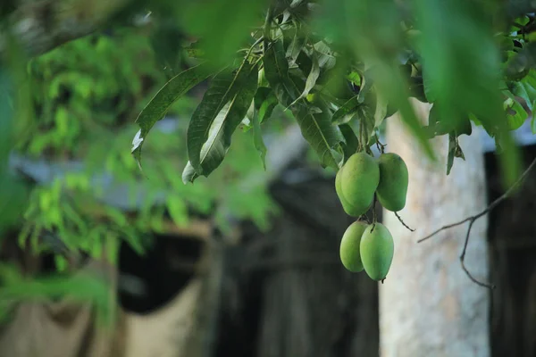 Niektóre Mango Środku Pięknej Przyrody — Zdjęcie stockowe