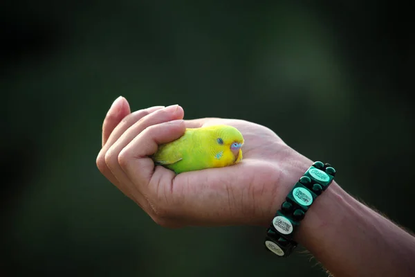The beautiful bird is sitting on human hands