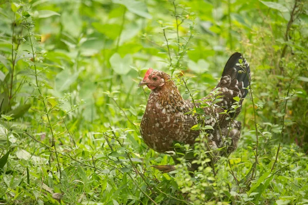 Yeşil Çimenlerde Yürüyen Tavuk — Stok fotoğraf