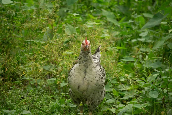 Yeşil Çimenlerde Yürüyen Tavuk — Stok fotoğraf