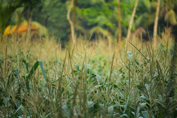 Кукурудзяна Рослина Має Квіти Кукурудзяному Полі — стокове фото