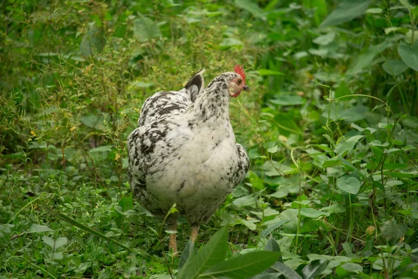 Κοτόπουλο Περπατά Στο Πράσινο Γρασίδι — Φωτογραφία Αρχείου