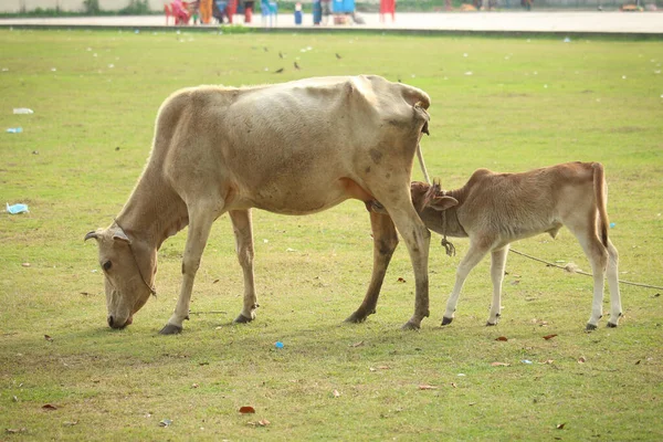 Αγελάδα Τρώει Γρασίδι Και Ταΐζει Μωρό Της Ανοιχτό Χωράφι — Φωτογραφία Αρχείου