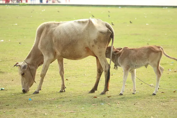 Корова Їсть Траву Годує Дитину Відкритому Грунті — стокове фото