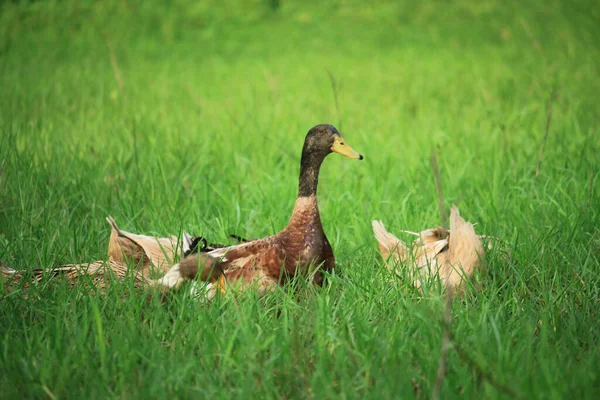 Patos Estão Comer Erva Campo — Fotografia de Stock