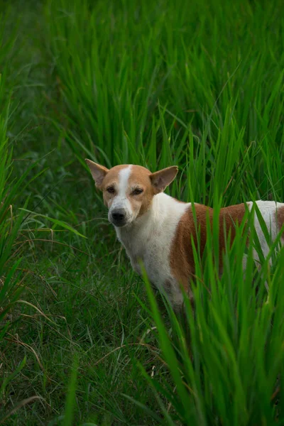 Kutya Kamerába Néz Fehér Barna Színű Fűvel Keverve — Stock Fotó